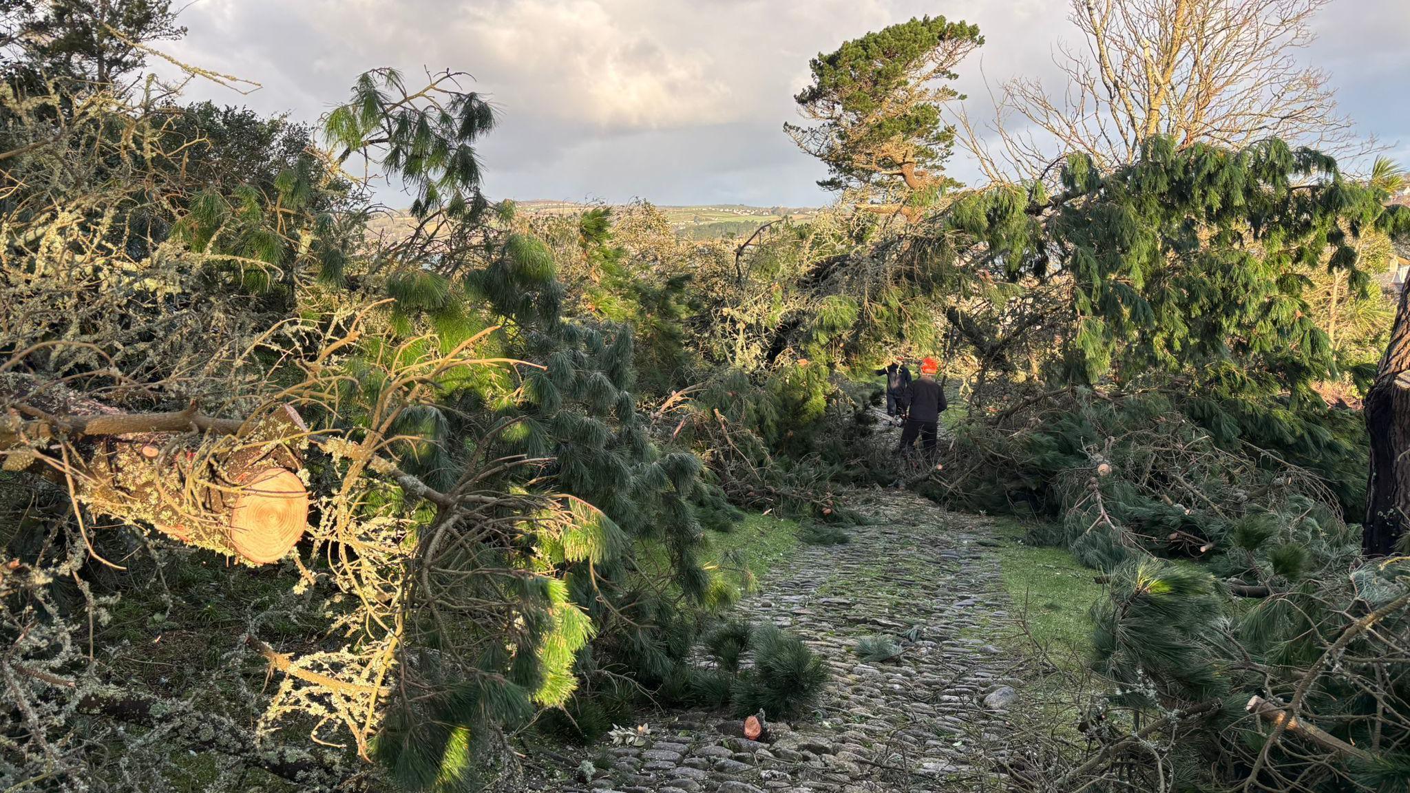Many trees uprooted and lying on the ground