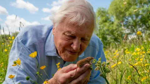BBC/Passion Planet David Attenborough with a harvest mouse he is holding in hand, leaning downwards. He is in a field covering in yellow buttercups, the sky is blue with white clouds, and he wears a blue shirt.