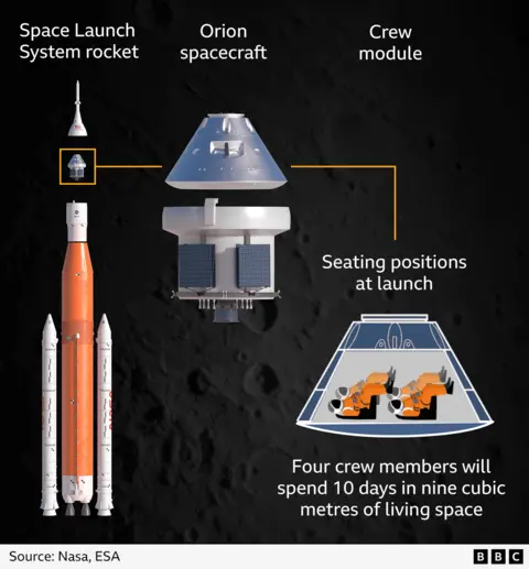 An illustration showing how the Artemis II astronauts will be arranged in the Orion crew module at launch. The four astronauts sit reclined, in two rows of two, facing up with their backs to the ground. During the mission the four crew members will spend 10 days in about nine cubic metres of living space. The image shows that the crew module makes up about half of the Orion spacecraft - with the service module being around the same size - and that, on the launchpad, Orion is only a small section of the 98m (320ft) Space Launch System rocket.