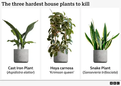 Serial houseplant killer? Here’s how to keep them alive