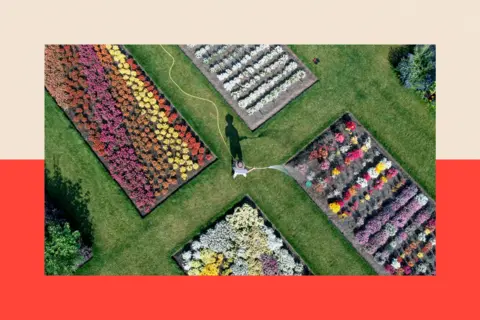 Getty Images An aerial view of colourful fields at RHS Garden Wisley