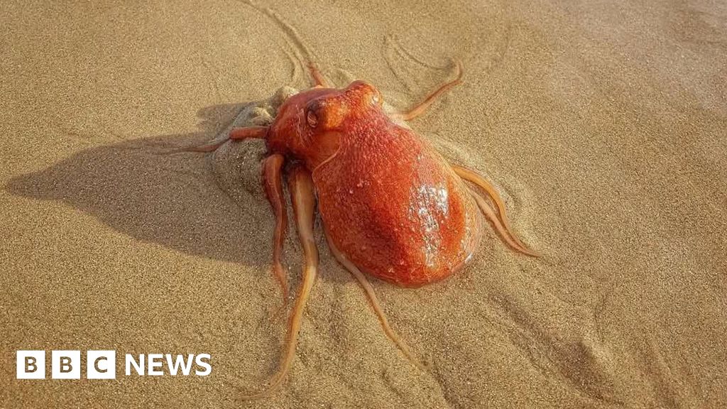 ‘Beautiful’ rare octopus spotted on popular Welsh beach