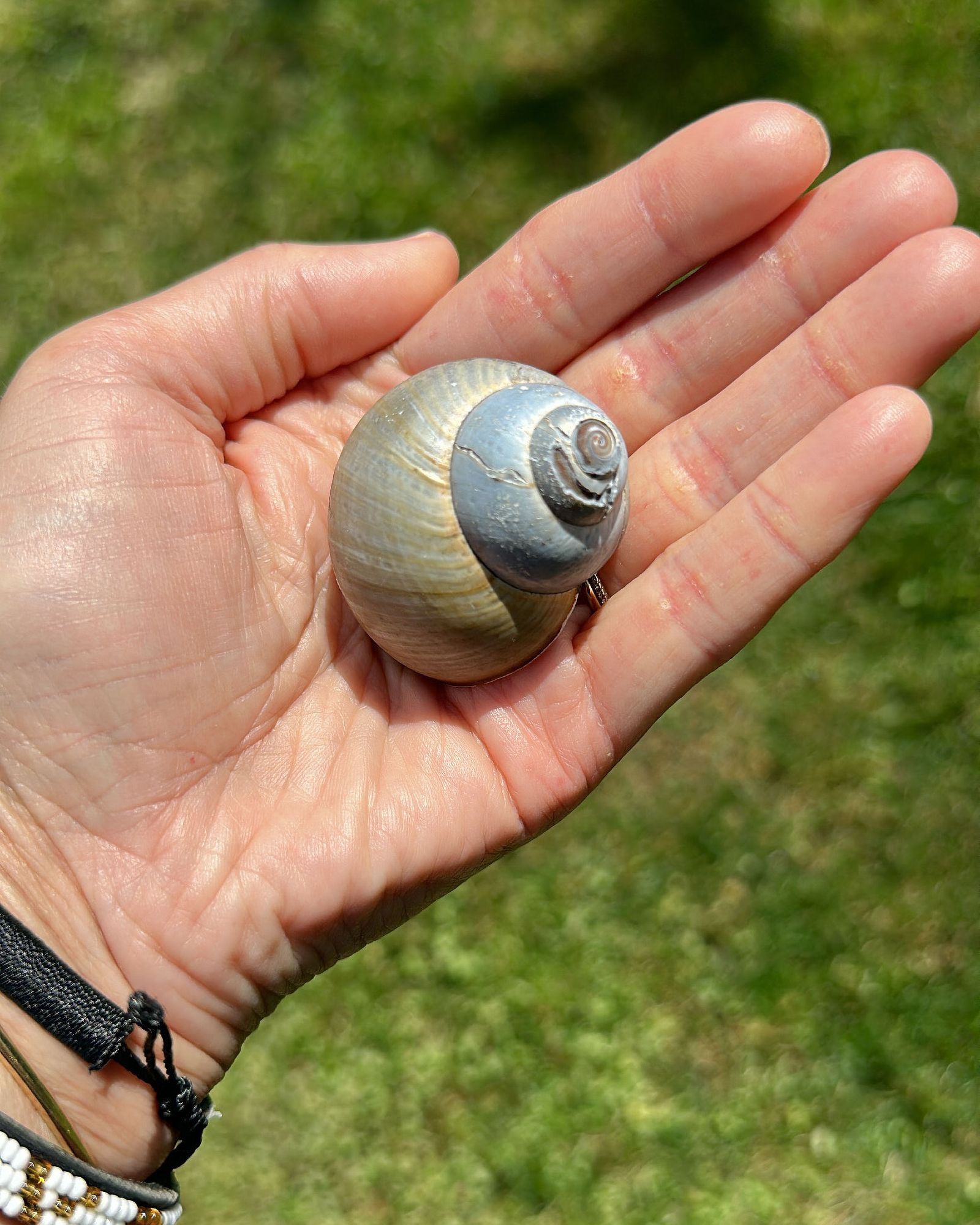 Image may contain Animal Invertebrate Snail and Insect