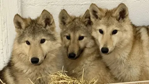 Mystery of wolf-type dogs solved with DNA test