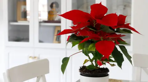 Getty Images A poinsettia plant on top of a table next to a white chair