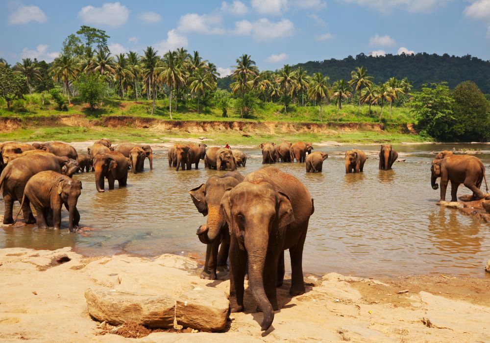 Wild elephants in Sri Lanka