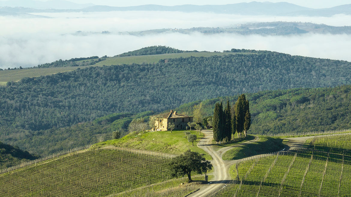Villa Capanna surrounded by vines
