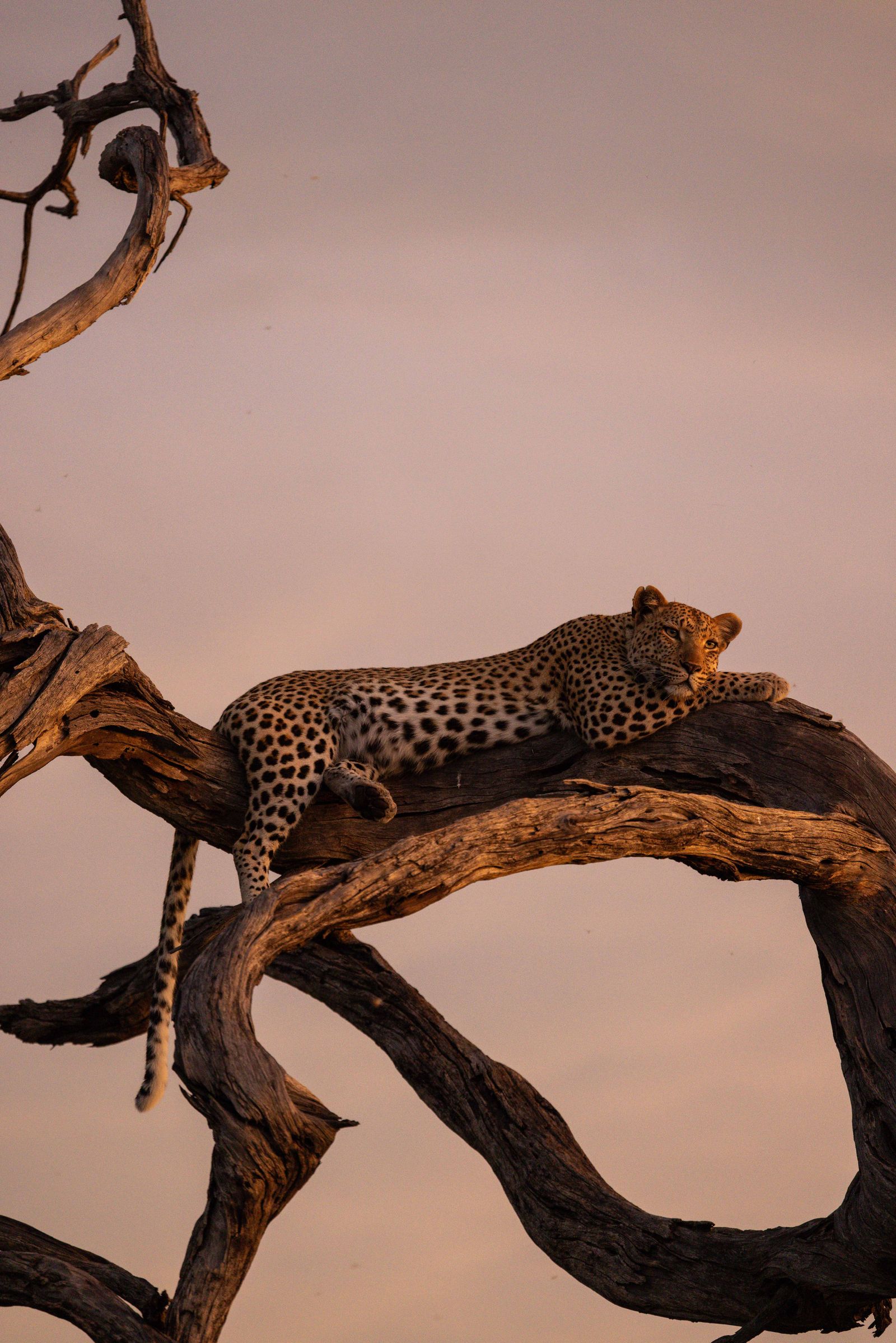 Image may contain Wood Animal Cheetah Mammal Wildlife and Panther