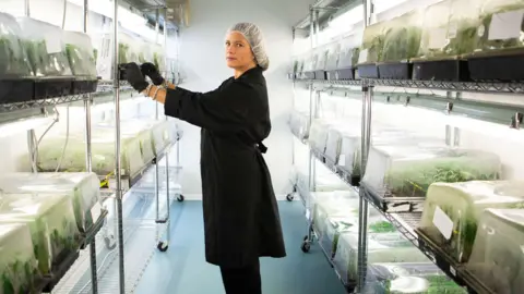 Jacana Alexandra Chong, chief executive of Jamaica-based cannabis business Jacana,  stands inside a room where the crop is being grown under lights