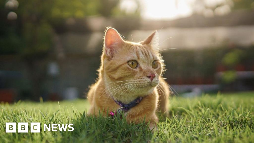 Cat stolen by delivery driver returned to owner