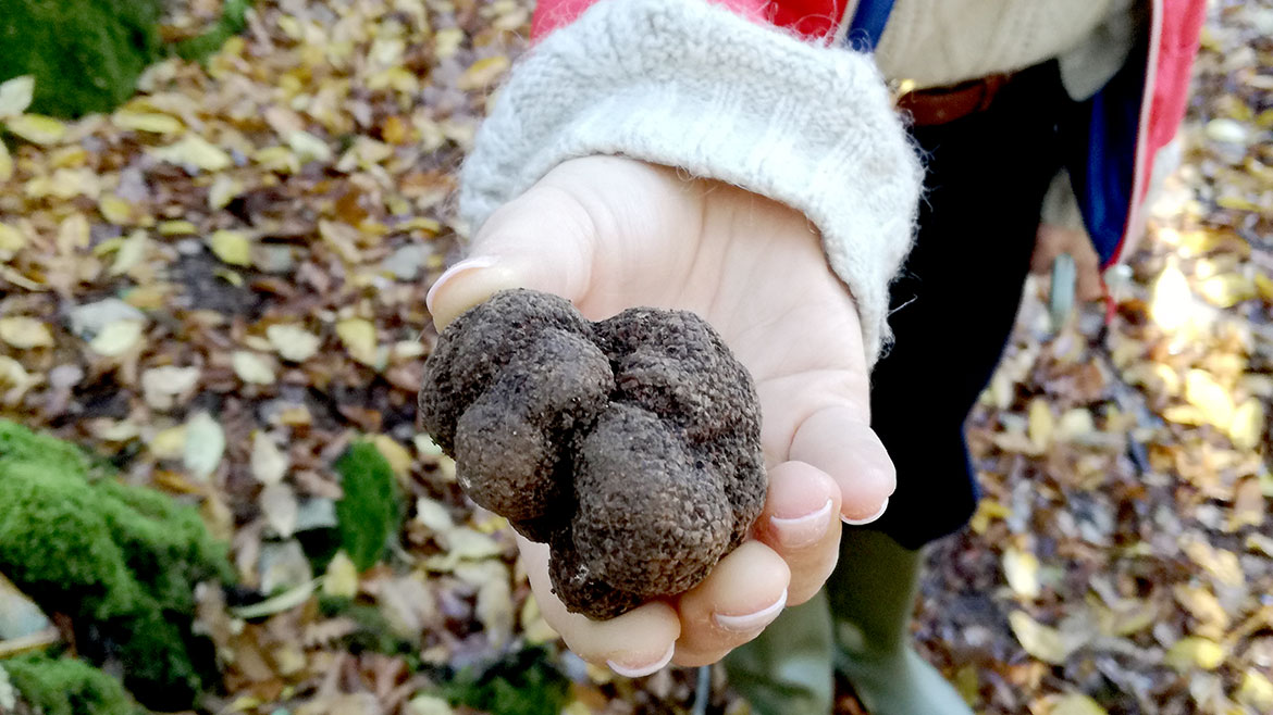 A black truffle unearthed at Castiglion del Bosco, Tuscany