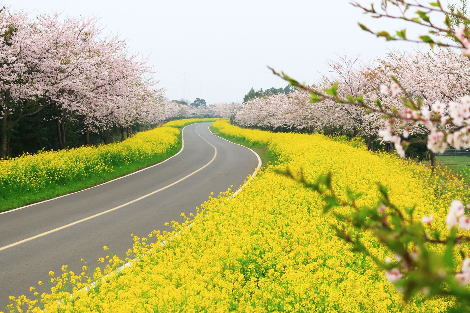 Image may contain Road Freeway Highway Flower Plant Outdoors Nature and Sky