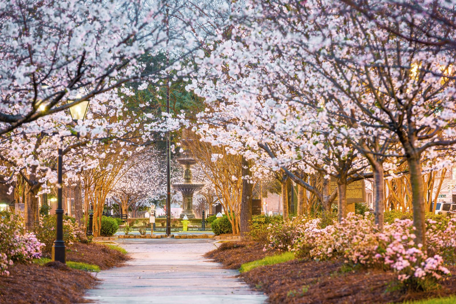 Image may contain Grass Nature Outdoors Park Plant City Road Street Urban Flower Path and Autumn