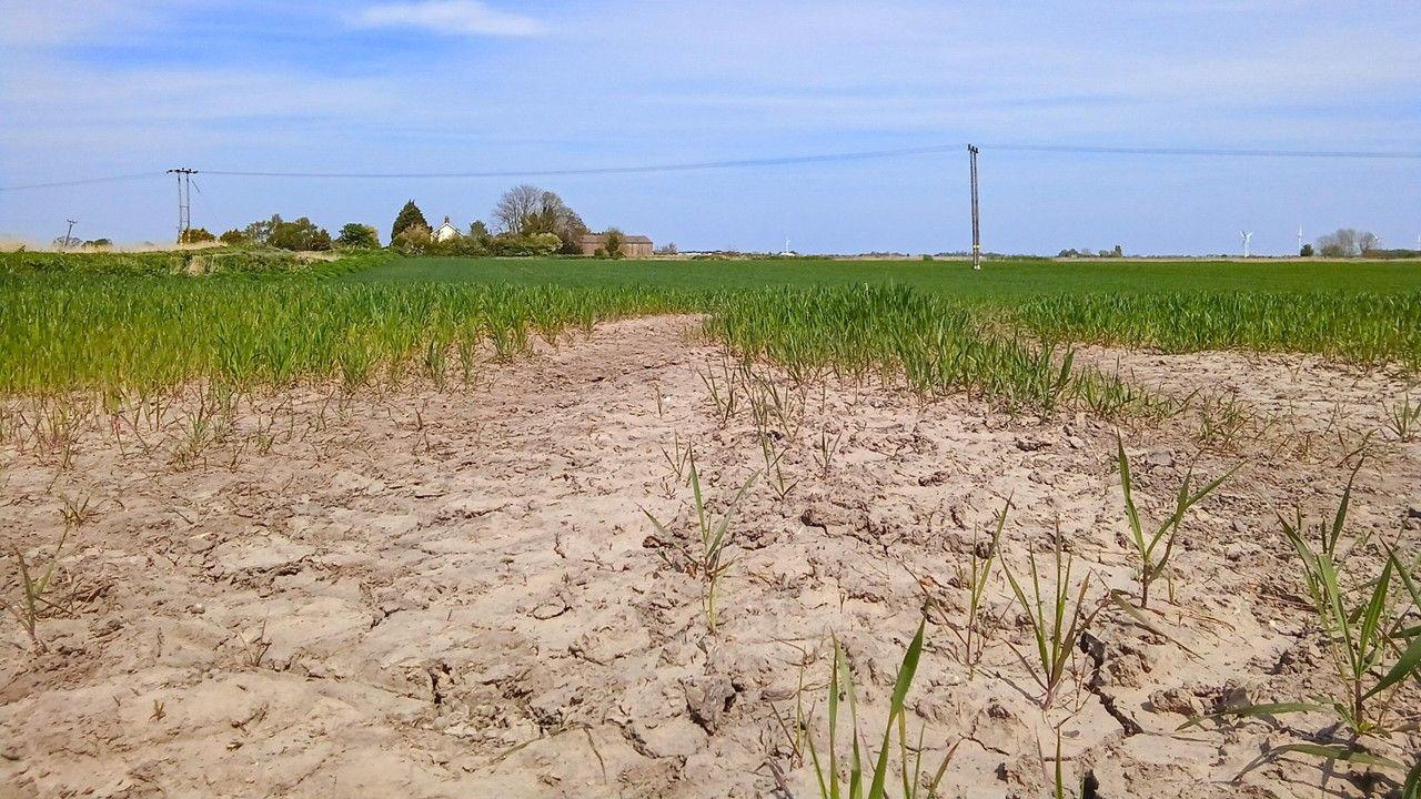 Dry, cracked earth with a few blades of grass coming through in a field which seems to be greener further back. There is a house and trees in the background with blue sky above