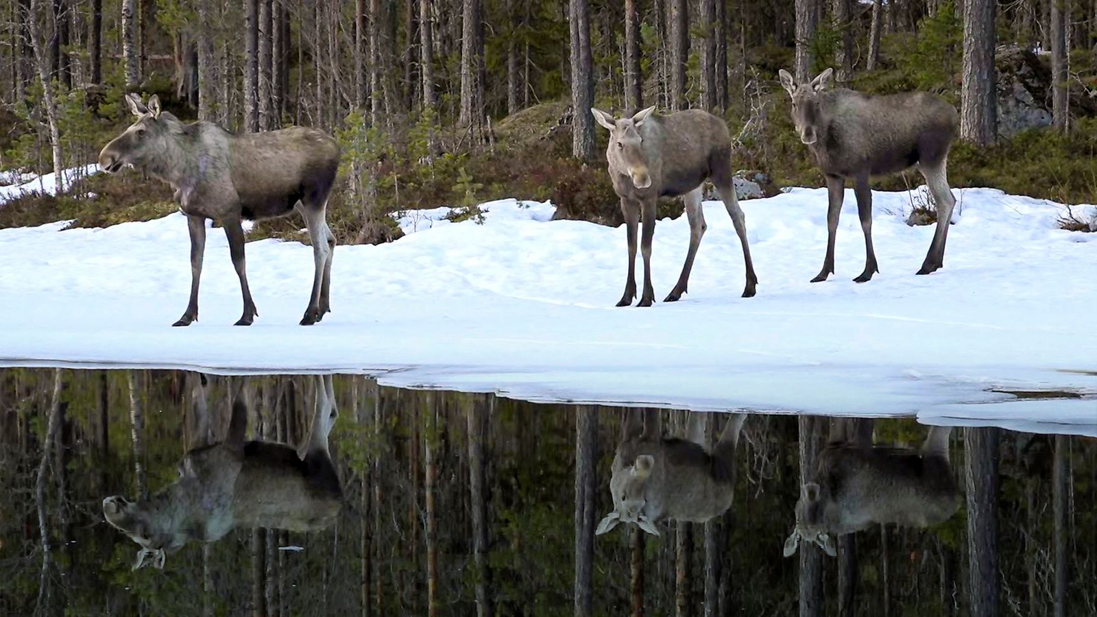 Image may contain Animal Deer Mammal Wildlife Antelope Plant Vegetation Moose Outdoors and Horse
