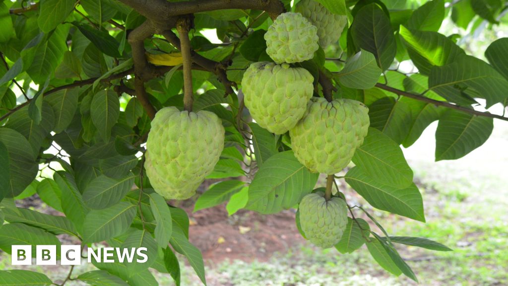 The rise of the fruit that tastes like custard The rise of the fruit that tastes like custard