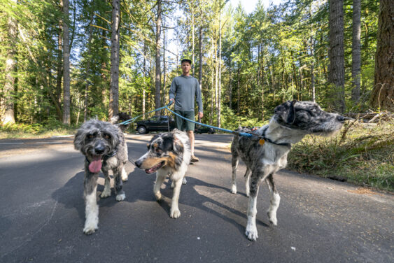 How to start a dog walking business How to start a dog walking business