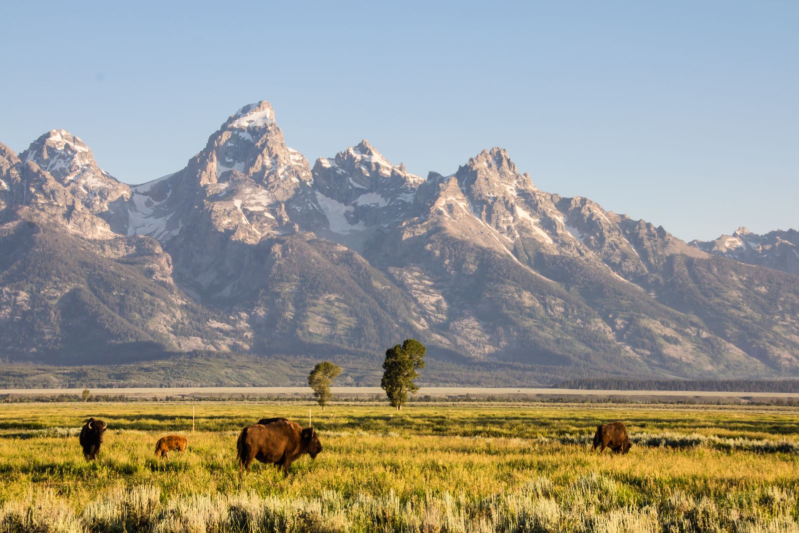 Image may contain Landscape Nature Outdoors Scenery Field Grassland Animal Cattle Cow Livestock and Mammal