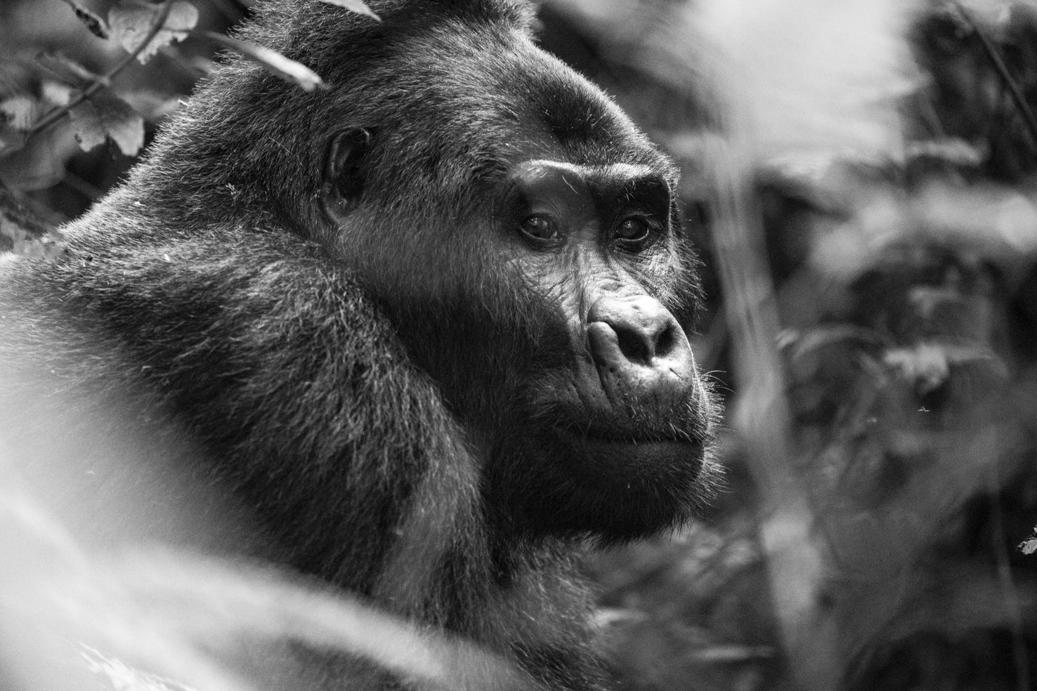Image may contain Animal Ape Mammal Wildlife Monkey and Gorilla