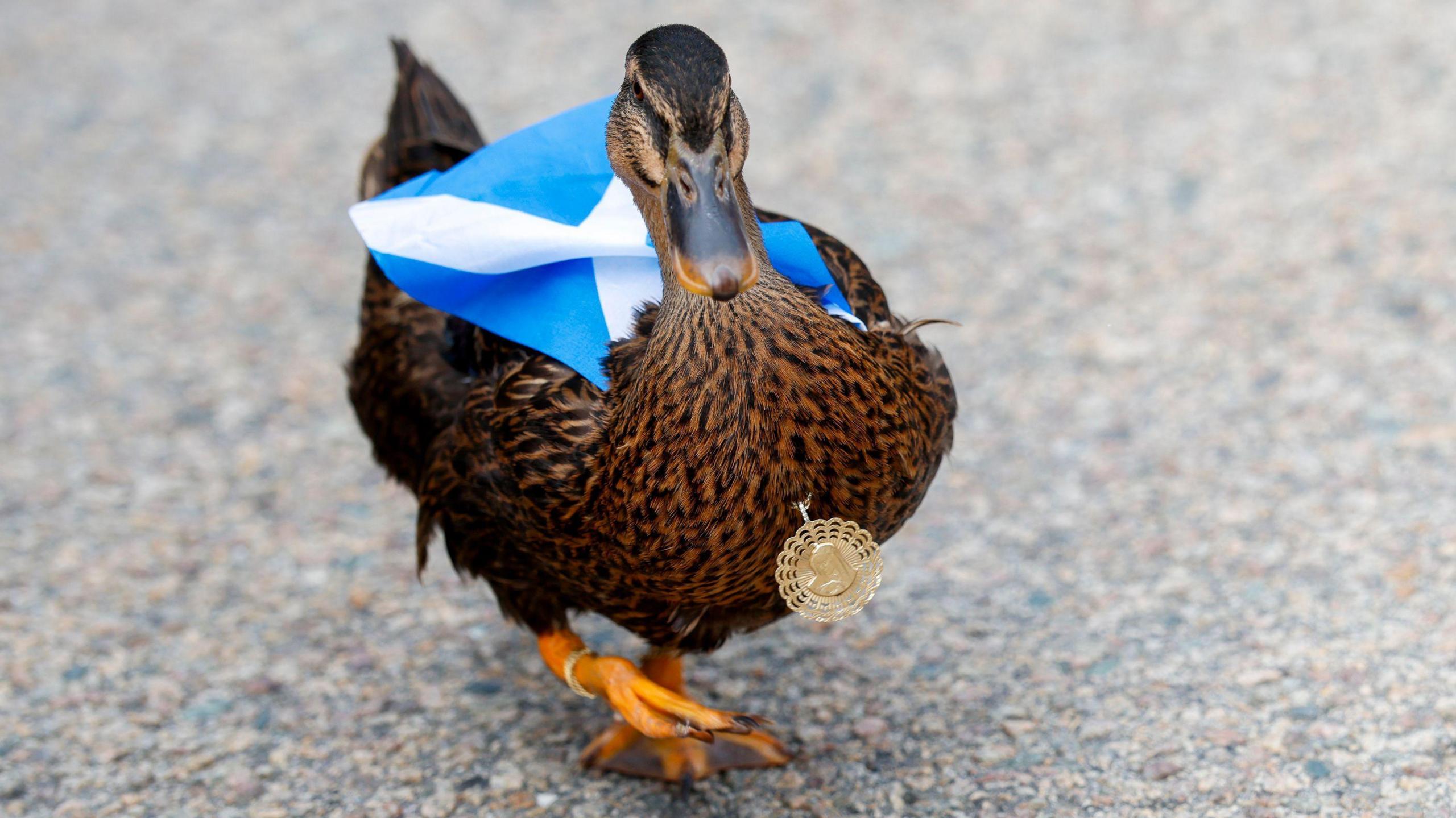 Dawn the duck with a small saltire on her back