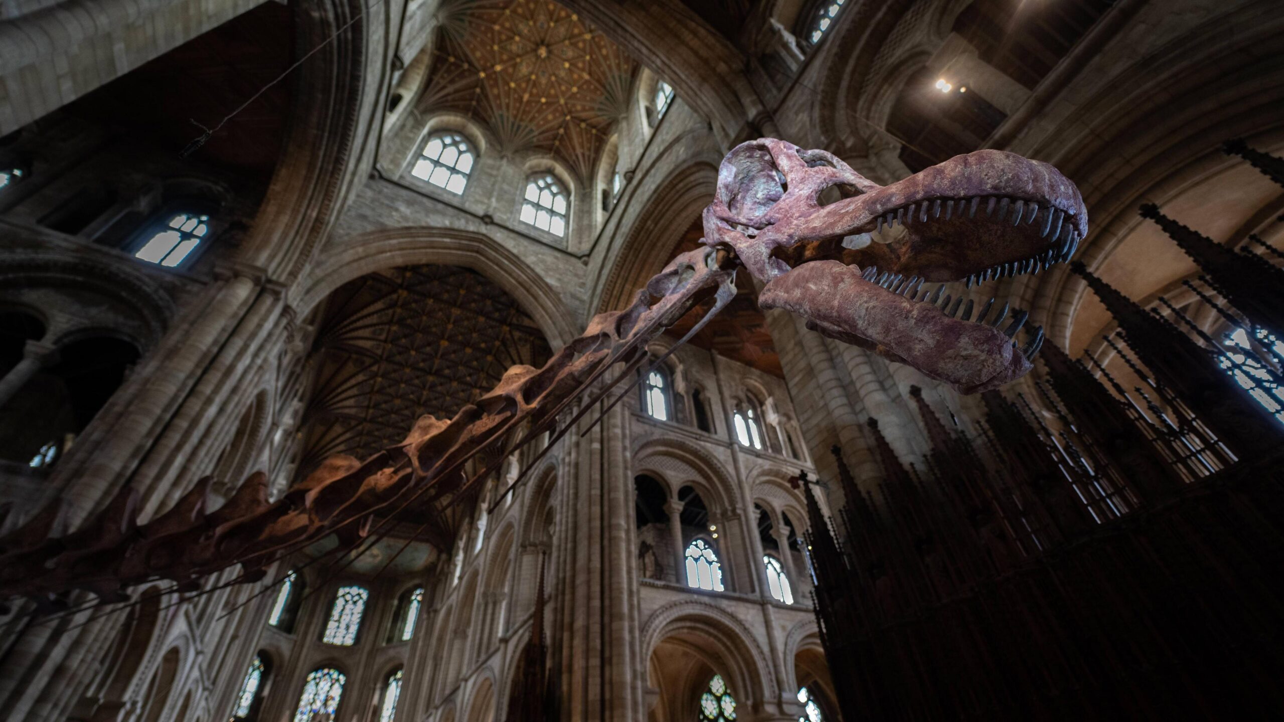 The neck and head of a Titanosaur skeleton cast is inside Peterborough Cathedral. The neck of the skeleton carries on, out of shot, towards the body of the animal round to the left of the picture and the head is on the right hand side. There are about twenty arches and windows of different sizes visible both above and below the skeleton at various levels. The Titanosaur's mouth is slightly open and its teeth are visible. The right eye socket of the dinosaur is lit and stands out in the photo.
