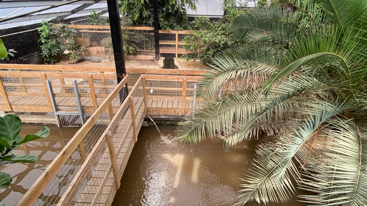 The inside of a crocodile enclosure at a zoo. There are bodies of water for the animals as well as foliage and plants. There is a walkway through the middle of the enclosure lined with fences.