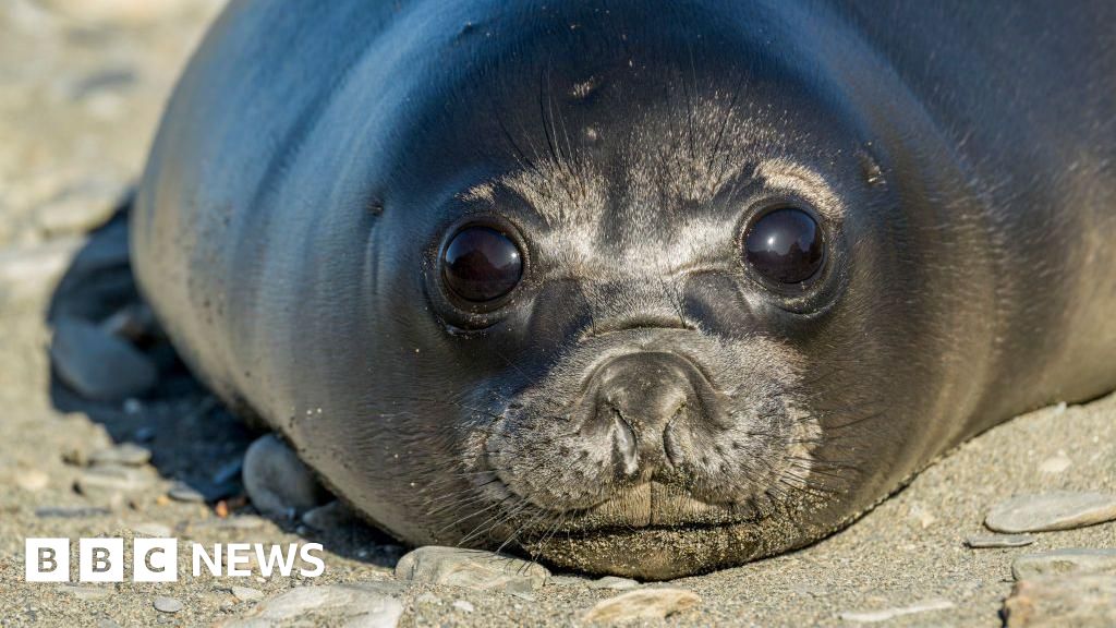 Bird flu kills more than 75% of baby seals on remote Australian island, study finds Bird flu kills more than 75% of baby seals on remote Australian island, study finds
