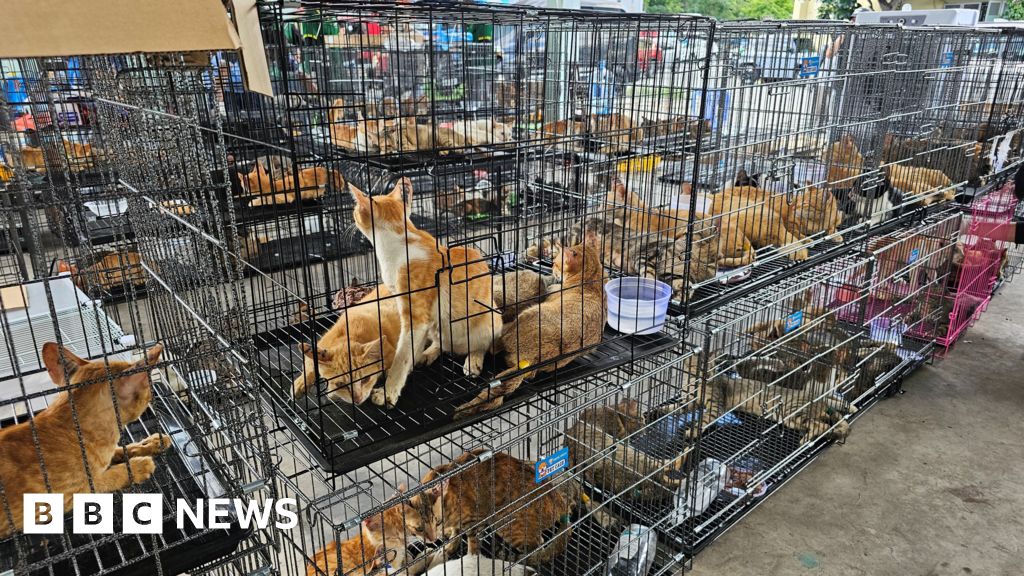 Hundreds of cats stolen for food in Vietnam rescued by police, welfare group says Hundreds of cats stolen for food in Vietnam rescued by police, welfare group says