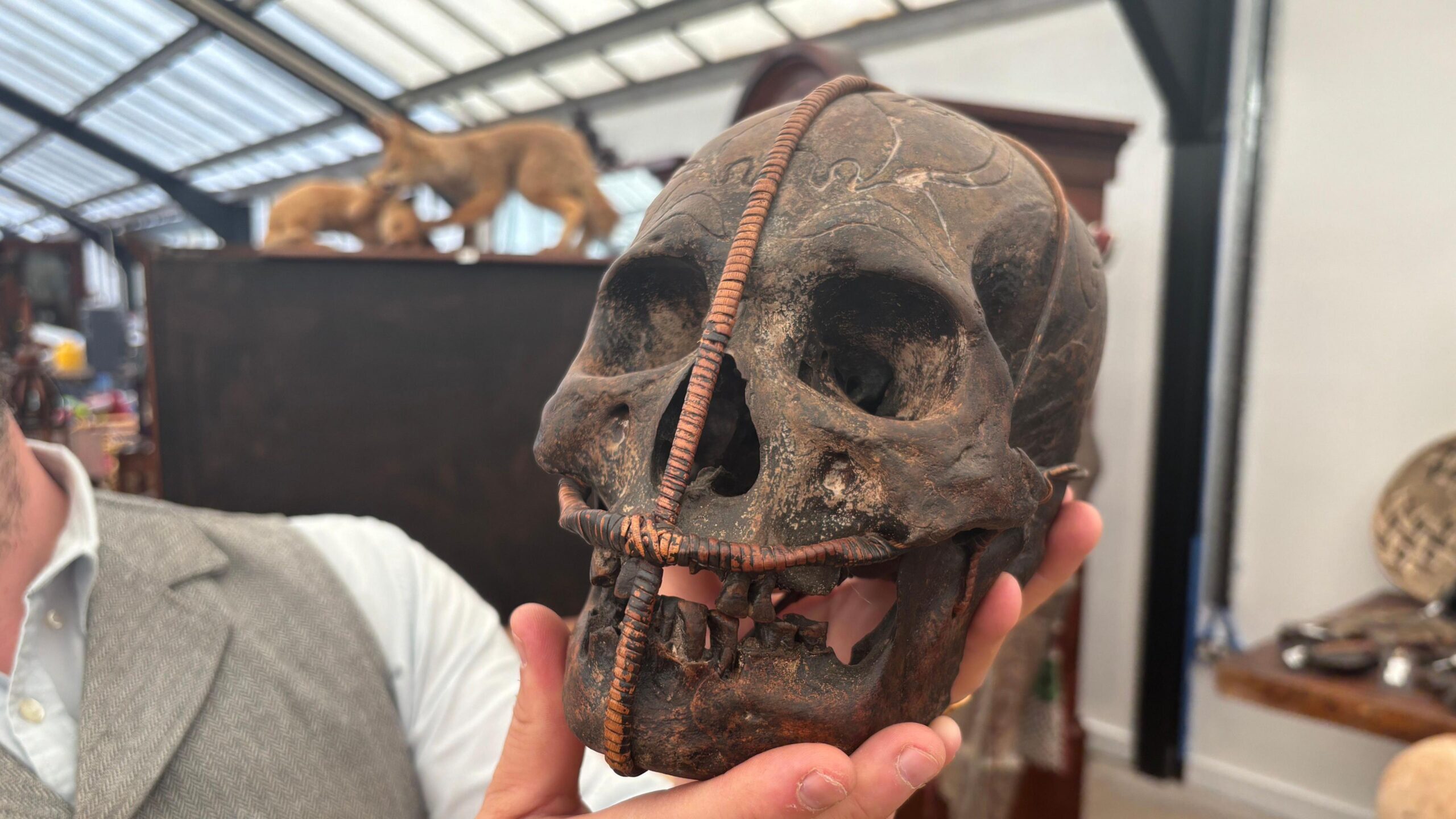The skull is a dark brown and has been engraved with some markings on the forehead. It has also been wrapped in some cord rope.