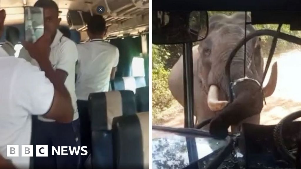 Watch: Elephant smashes through bus windscreen during attack Watch: Elephant smashes through bus windscreen during attack