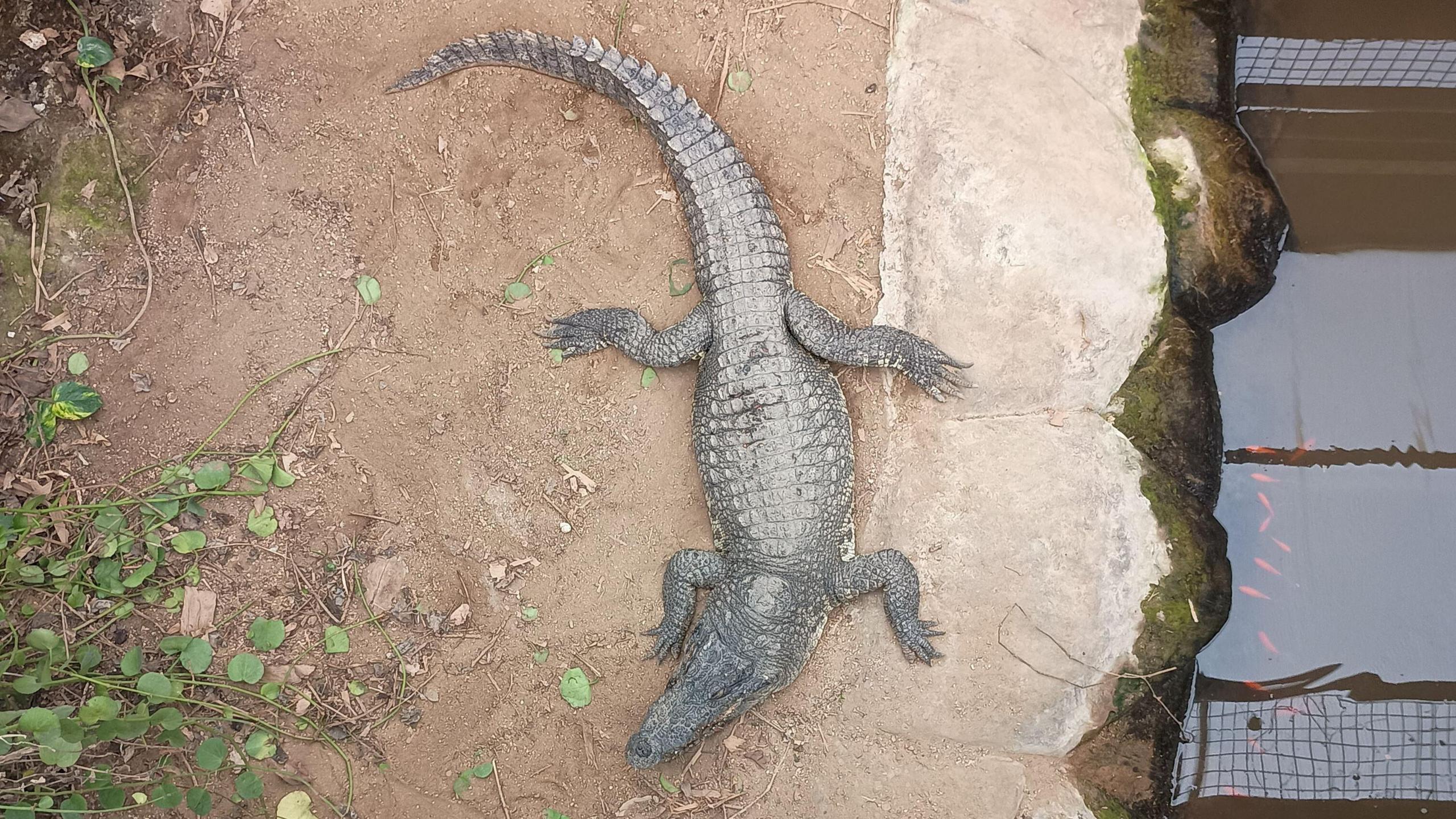 A view from above of a crocodile on a sandy or muddy ground, sitting next to brown-coloured water in an enclosure. There is green foliage to the left.