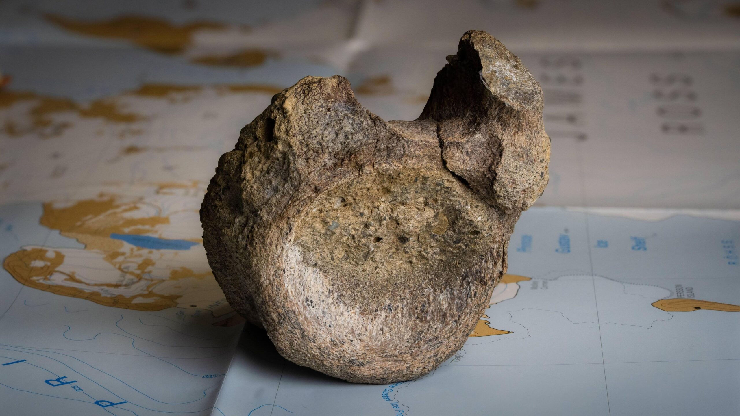 A fossilised dark brown, mottled bone is sitting on a map of Antarctica on a table. It is on a blue area of the map and areas of brown and white are behind it. The bone is a vertebrae with a round, concave, circular area facing the camera with a lump sticking up on the right hand side. Slightly further back a smaller lump is poking up on the left. There is a dip in between them.