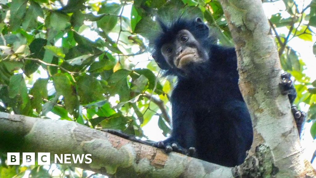 Watch: What we know about newly discovered monkey species Watch: What we know about newly discovered monkey species
