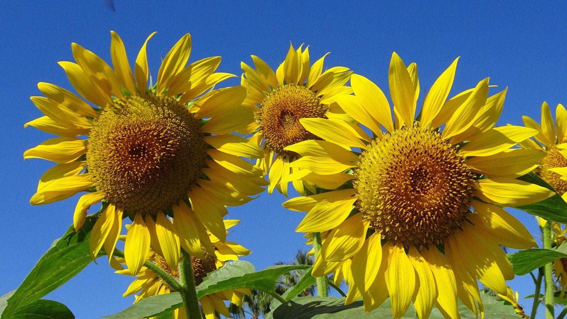 Close up of yellow sunflowers on a sunny day.