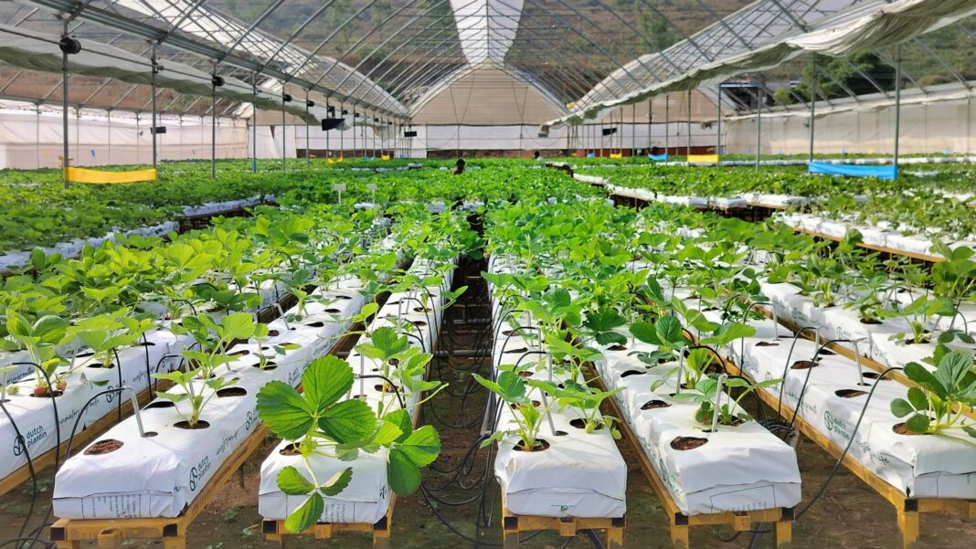 India wants to join the strawberry superpowers India wants to join the strawberry superpowers