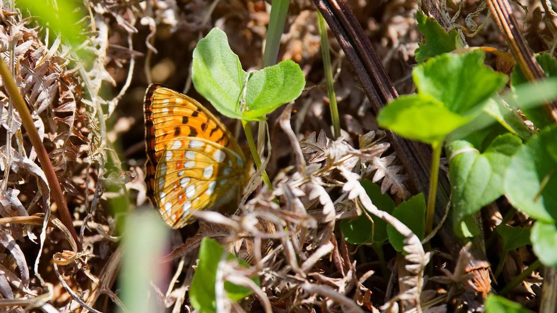 A high brown fritillary butterfly, orange with black and white spots, sits almost hidden in dry brown ferns and bright green leaves.