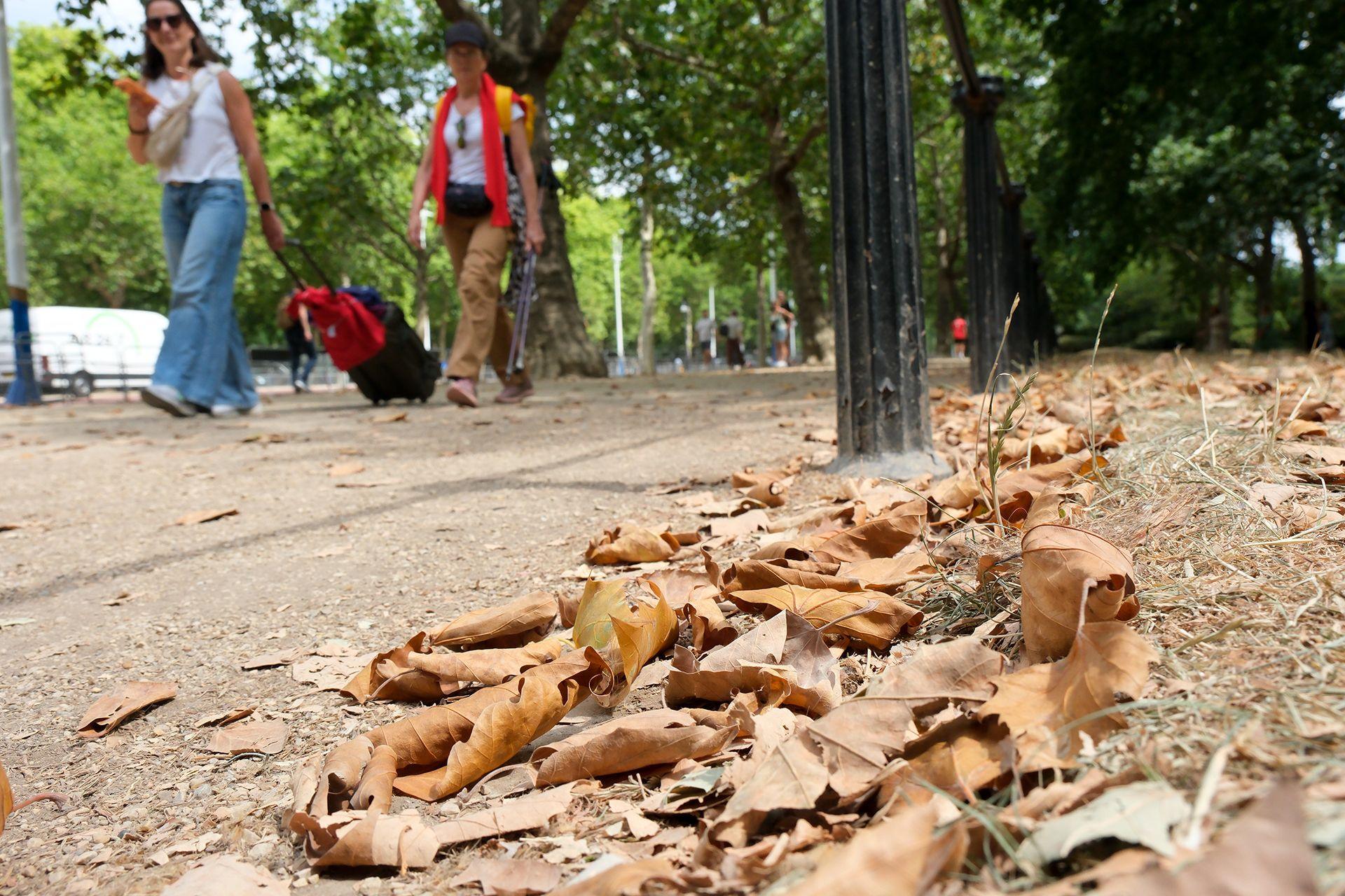 Near drought in parts of England, the Mall, London.