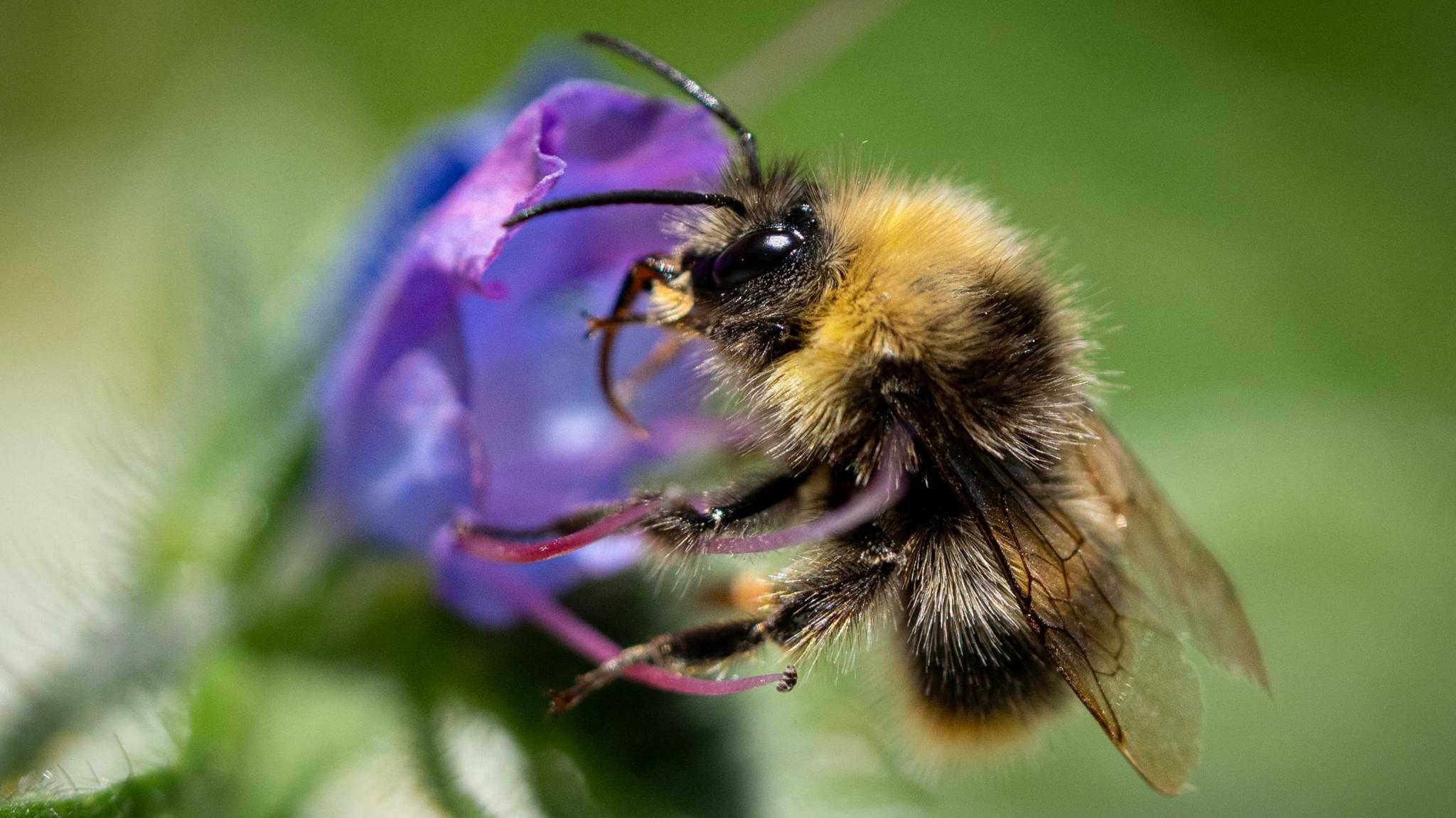 A bumblebee sits on a purple flower and feeds on the nectar. The background is blurred greenery