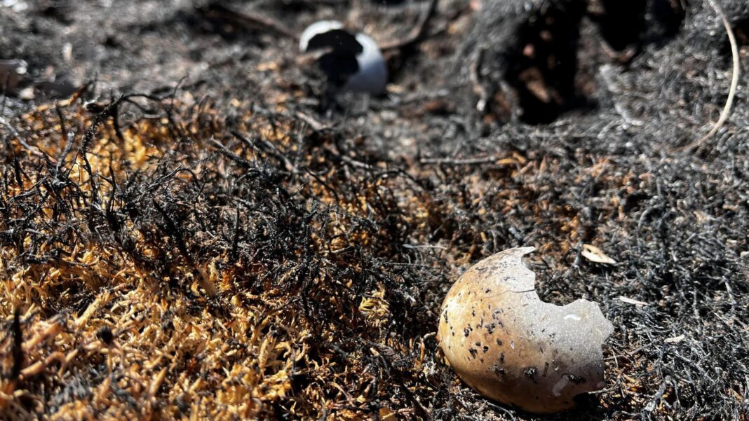 ‘Apocalyptic’ damage as Cairngorms wildfire burns for two weeks ‘Apocalyptic’ damage as Cairngorms wildfire burns for two weeks