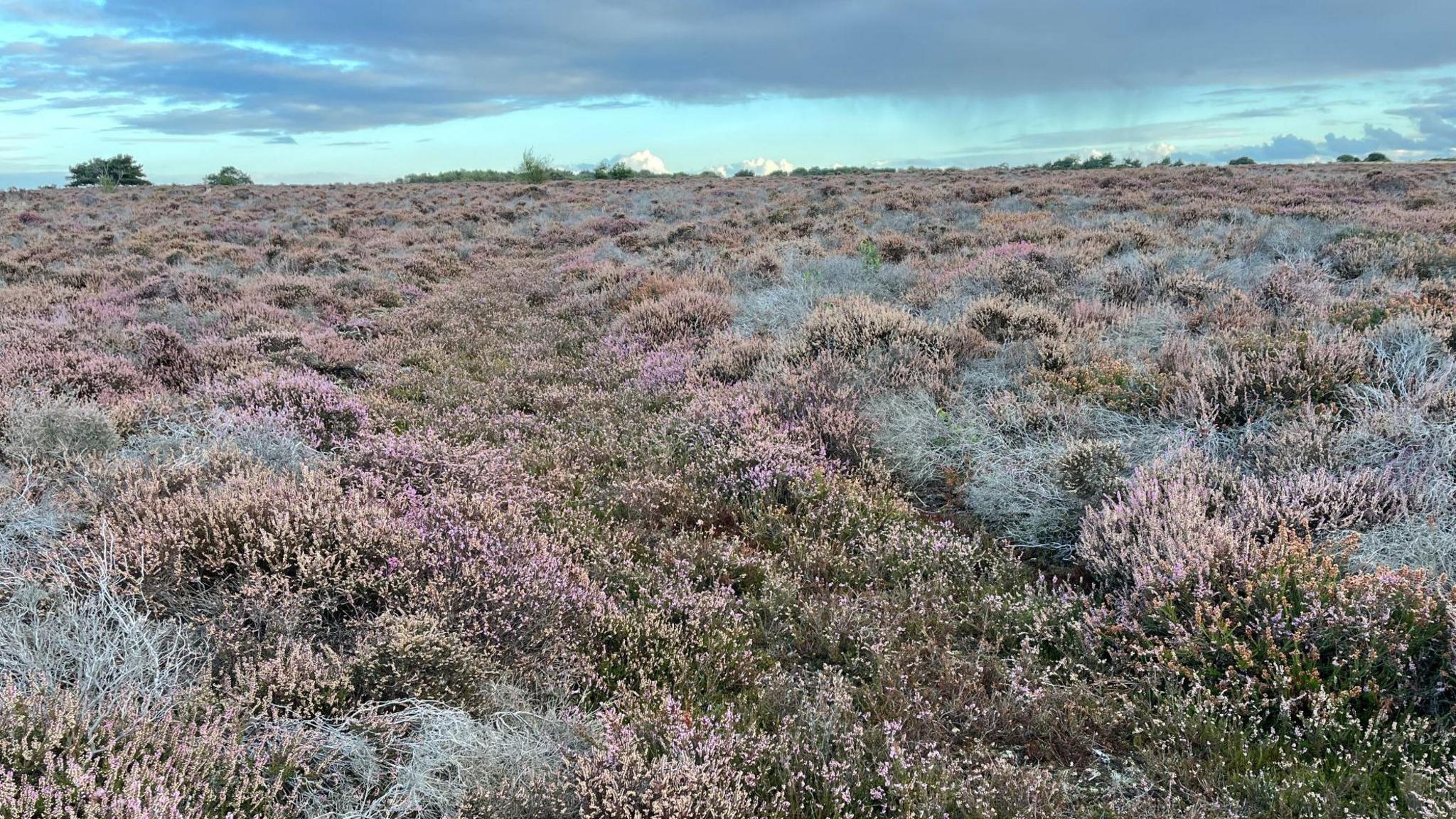 An expanse of pink and purple heather.
