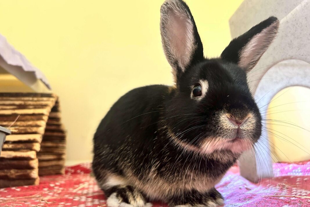 Bunny courses for new owners backed by charity after politician said training was needed Bunny courses for new owners backed by charity after politician said training was needed