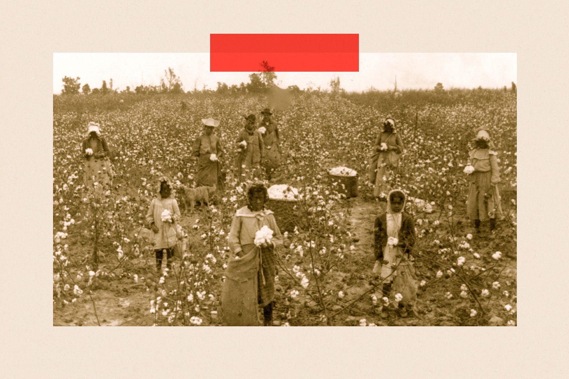 A black and white photo showing black people working in a cotton field in the early 1900s