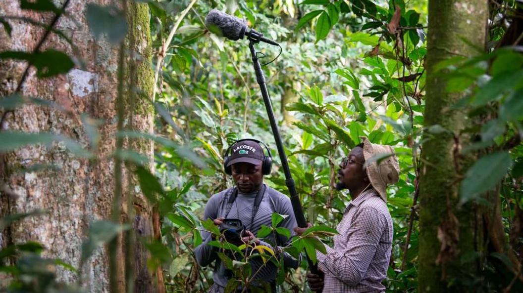 Two researchers, one holding a microphone on a long pole, and one carrying a recording device, work in the dense rainforest to capture the call of the Colobus congoensis monkey.