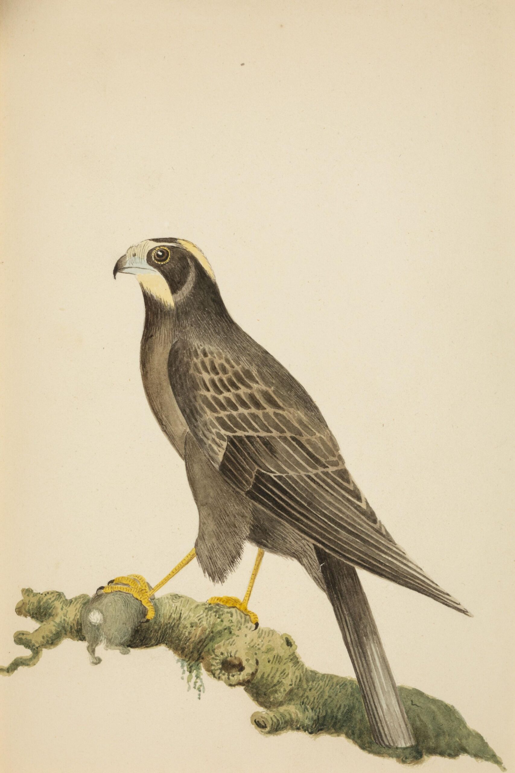 A watercolor painting of a large bird on a tree branch.