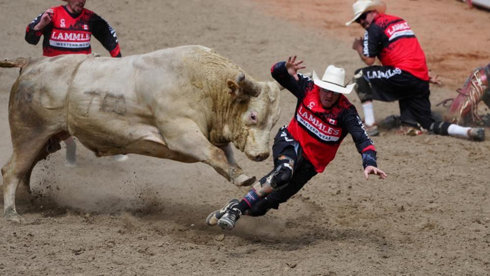 An image showing a bull rider being run over by the bull at an event in the Calgary Stampede. The bullrider is wearing red and black, with a white cowboy hat.