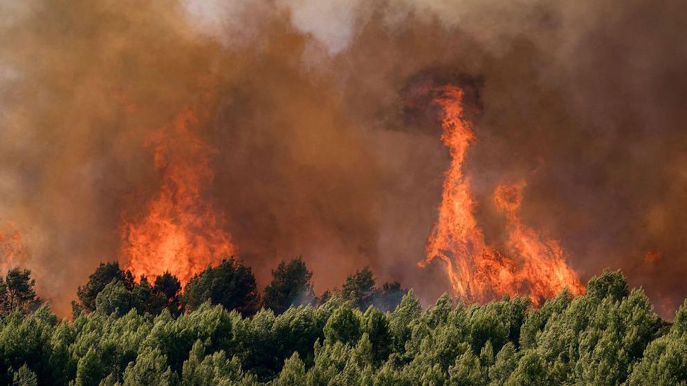 At the bottom of the image is a line of green, forest trees. Above them a large, orange fire rages, with the entire sky distorted by smoke.