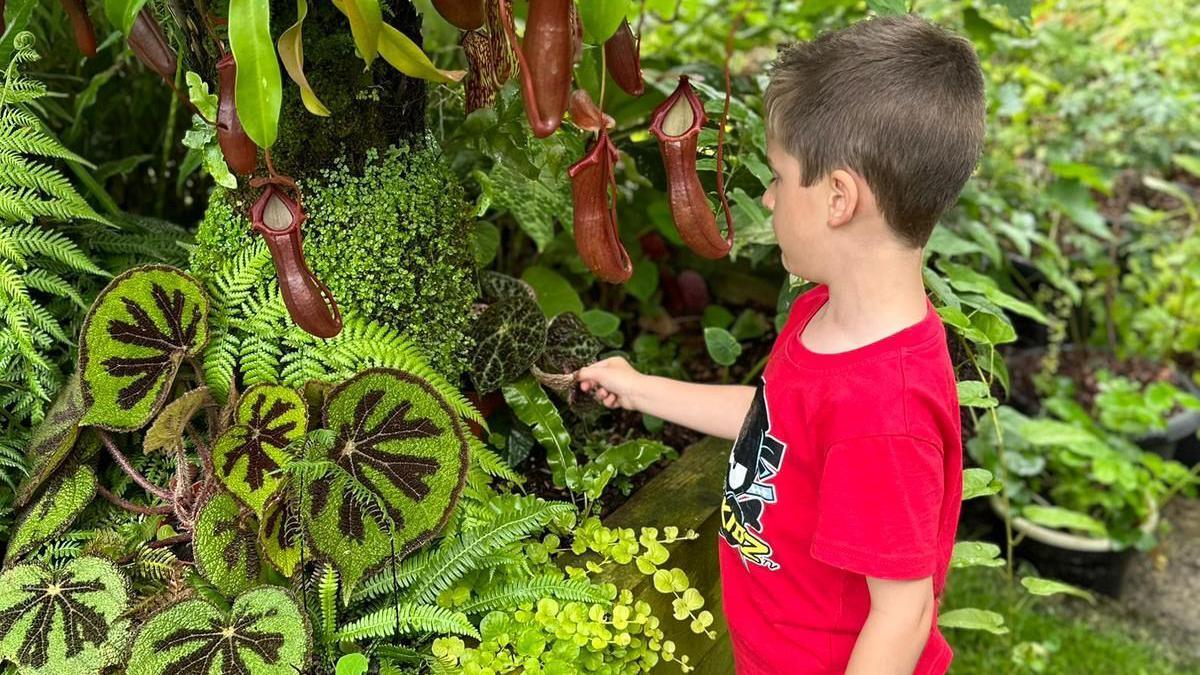 A little boy looks in bushes featuring a number of different plants with green leaves. Arlo has short dark hair and wears a red t-shirt.