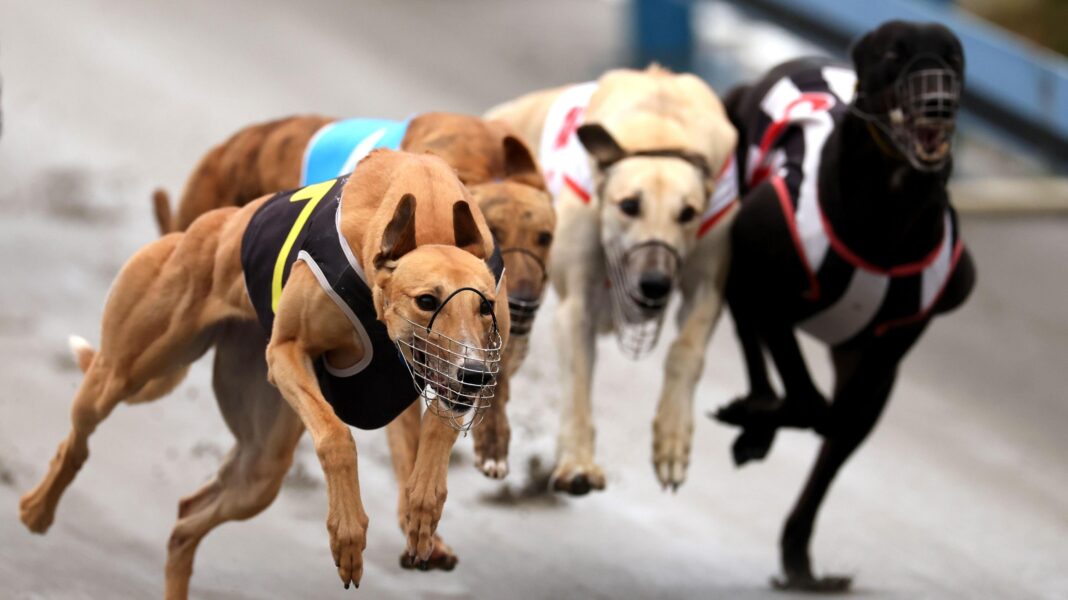 Greyhounds bound for Australia as New Zealand racing ban takes effect Greyhounds bound for Australia as New Zealand racing ban takes effect