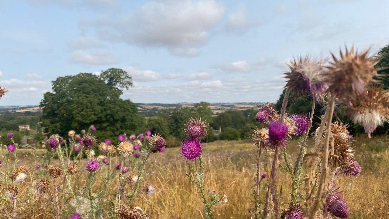 Purple flower heads in a grassy field with trees and fields behind and hazy blue sky above