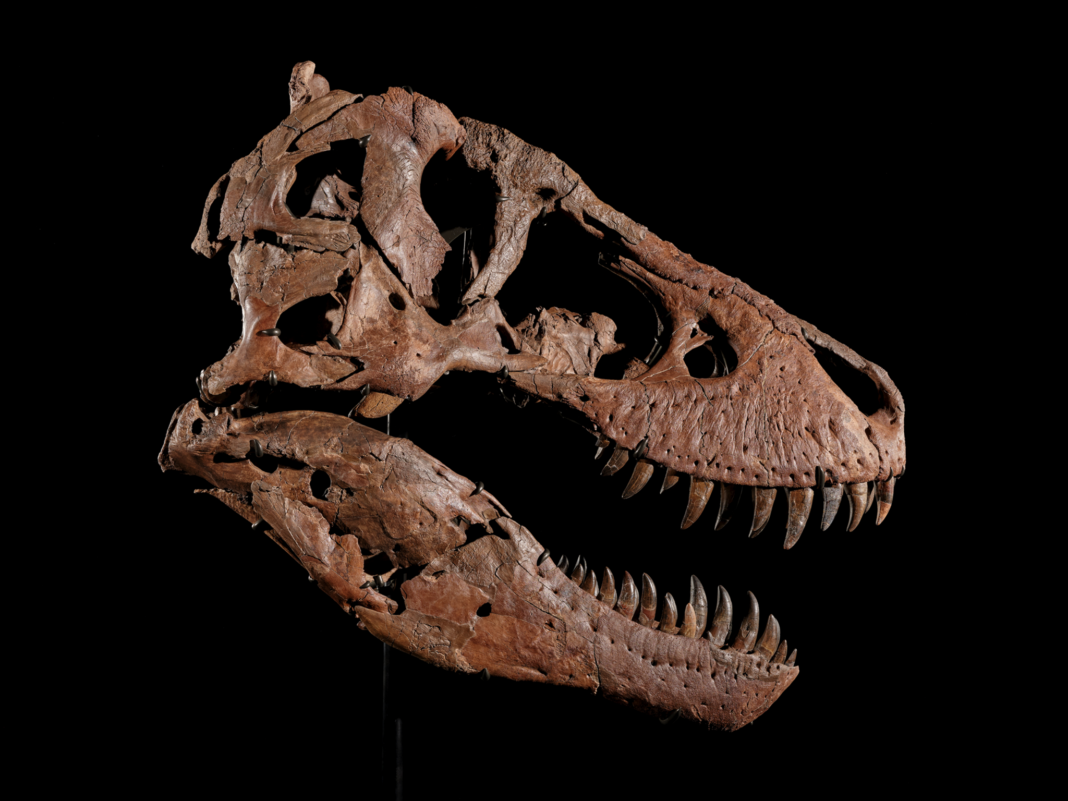 Tyrannosaurus rex most expensive dinosaur ever sold Tyrannosaurus rex most expensive dinosaur ever sold